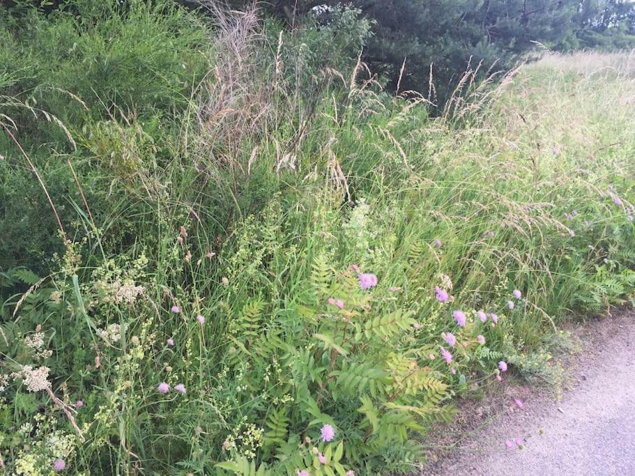 Entspannung In Der Schoenen Lueneburger Heide Gohrde Dış mekan fotoğraf